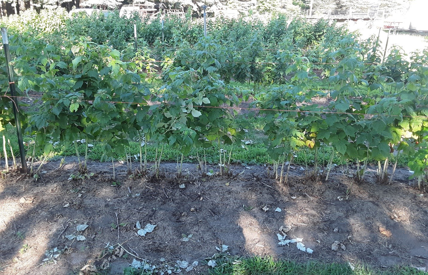 Raspberry plant thinning 